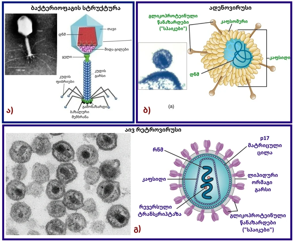 სხვადასხვა ვირუსების მიკროსკოპული გამოსახულება