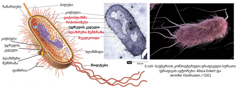 baqteria structure geo