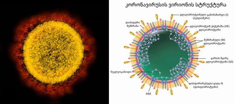კორონავირუსის აგებულება (სტრუქტურა)