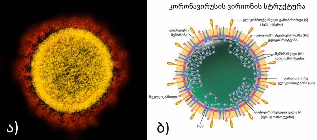 კორონავირუსები_SARS-CoV-2 structura
