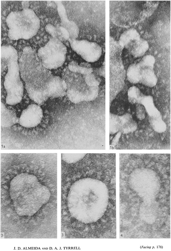 tem image corona almeida